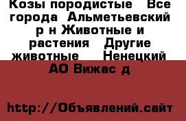 Козы породистые - Все города, Альметьевский р-н Животные и растения » Другие животные   . Ненецкий АО,Вижас д.